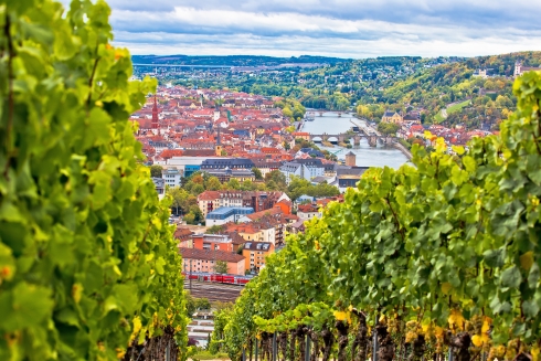 Weinberge aus der Ferienwohnung in Würzburg mit Hund leicht erreichbar